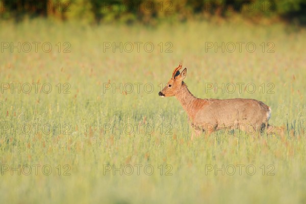 European roe deer (Capreolus capreolus), roebuck in a meadow, North Rhine-Westphalia, Germany