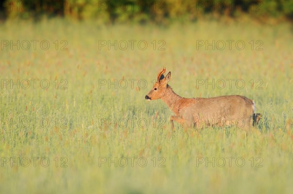 European roe deer (Capreolus capreolus), roebuck in a meadow, North Rhine-Westphalia, Germany