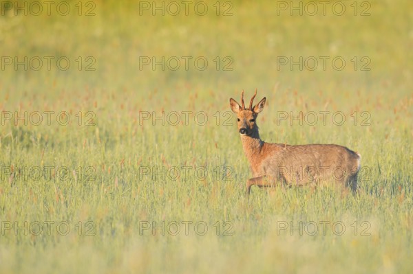 European roe deer (Capreolus capreolus), roebuck in a meadow, North Rhine-Westphalia, Germany