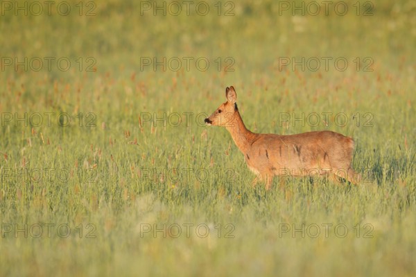 European roe deer (Capreolus capreolus), doe in a meadow, North Rhine-Westphalia, Germany