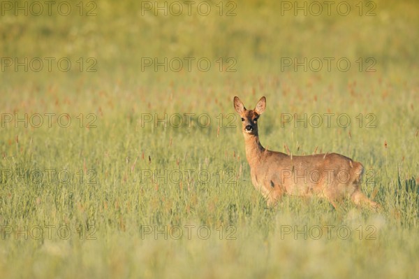 European roe deer (Capreolus capreolus), doe in a meadow, North Rhine-Westphalia, Germany