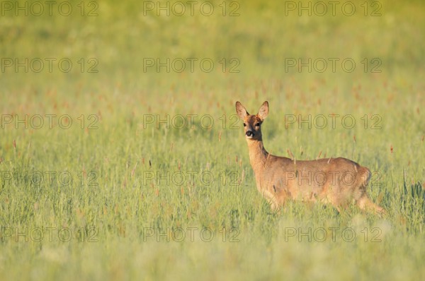 European roe deer (Capreolus capreolus), doe in a meadow, North Rhine-Westphalia, Germany