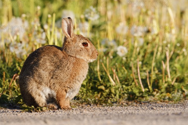 Wild rabbit (Oryctolagus cuniculus), North Rhine-Westphalia, Germany