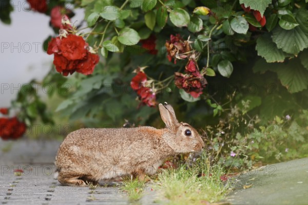 Wild rabbit (Oryctolagus cuniculus) on a shrub rose (Rosa) in a park, North Rhine-Westphalia, Germany
