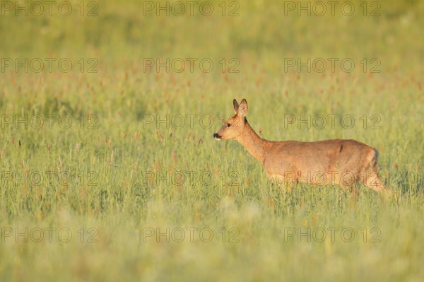 European roe deer (Capreolus capreolus), doe in a meadow, North Rhine-Westphalia, Germany