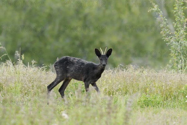 European roe deer (Capreolus capreolus), black roebuck standing in a meadow, Lower Saxony, Germany