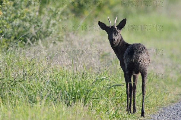 European roe deer (Capreolus capreolus), black roebuck in spring, Lower Saxony, Germany