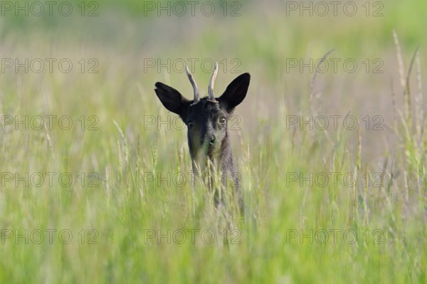 European roe deer (Capreolus capreolus), black roebuck, Lower Saxony, Germany