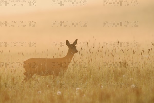 European roe deer (Capreolus capreolus), doe standing in a meadow in the morning mist at sunrise, North Rhine-Westphalia, Germany