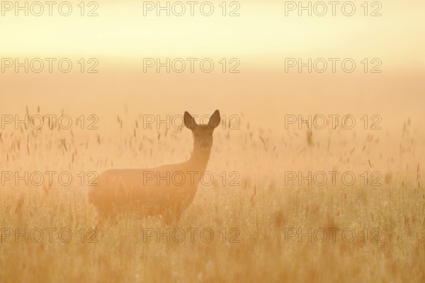 European roe deer (Capreolus capreolus), doe standing in a meadow in the morning mist at sunrise, North Rhine-Westphalia, Germany