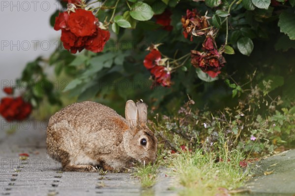 Wild rabbit (Oryctolagus cuniculus) on a shrub rose (Rosa) in a park, North Rhine-Westphalia, Germany