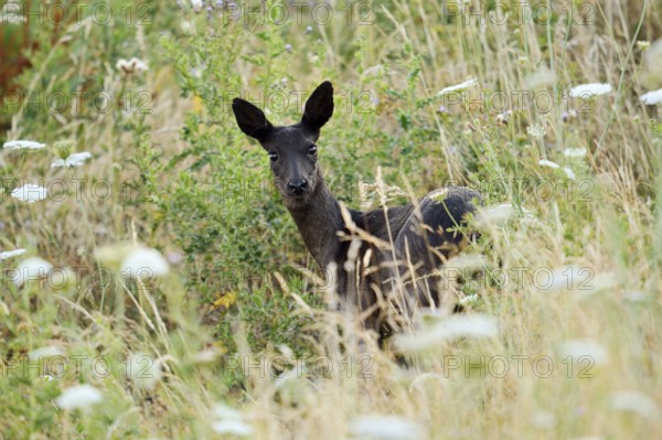European roe deer (Capreolus capreolus), black doe, Lower Saxony, Germany