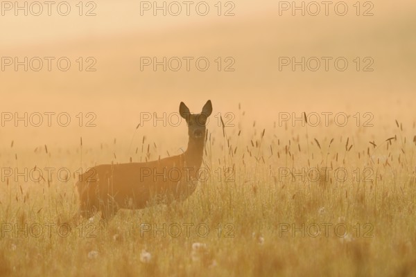 European roe deer (Capreolus capreolus), doe standing in a meadow in the morning mist at sunrise, North Rhine-Westphalia, Germany