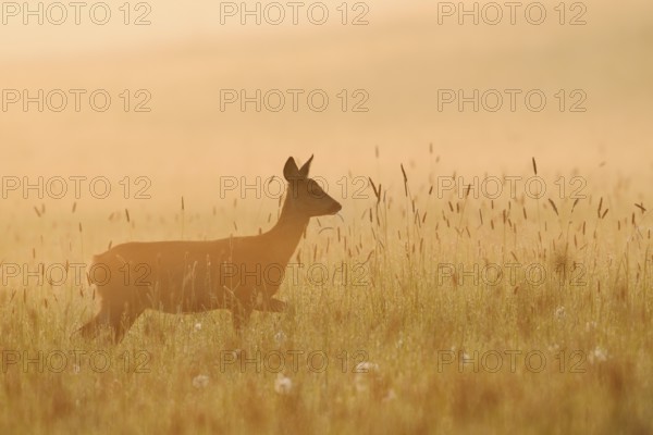 European roe deer (Capreolus capreolus), doe standing in a meadow in the morning mist at sunrise, North Rhine-Westphalia, Germany