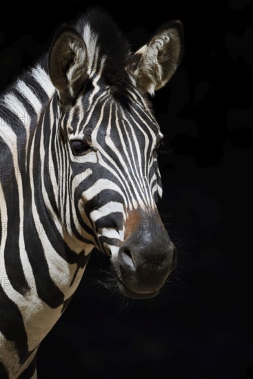 Chapman's plains zebra (Equus quagga chapmani, Equus burchellii chapmani), portrait, captive, occurrence in Africa