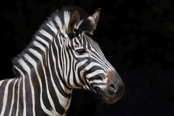 Chapman's plains zebra (Equus quagga chapmani, Equus burchellii chapmani), portrait, captive, occurrence in Africa