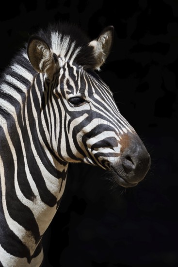 Chapman's plains zebra (Equus quagga chapmani, Equus burchellii chapmani), portrait, captive, occurrence in Africa