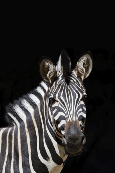 Chapman's plains zebra (Equus quagga chapmani, Equus burchellii chapmani), portrait, captive, occurrence in Africa