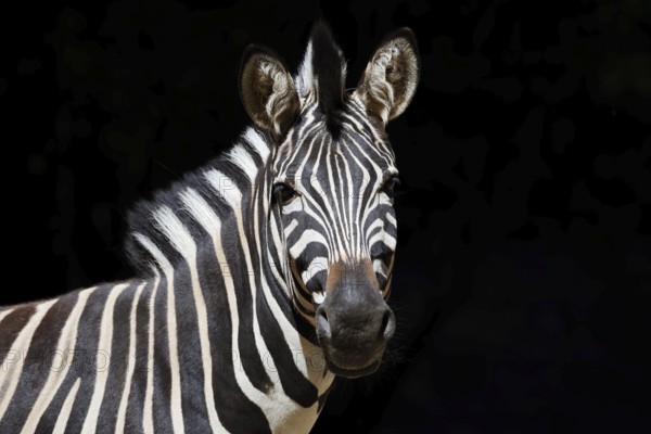 Chapman's plains zebra (Equus quagga chapmani, Equus burchellii chapmani), portrait, captive, occurrence in Africa