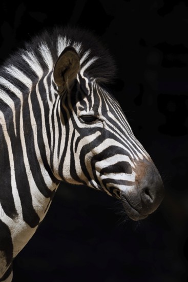 Chapman's plains zebra (Equus quagga chapmani, Equus burchellii chapmani), portrait, captive, occurrence in Africa