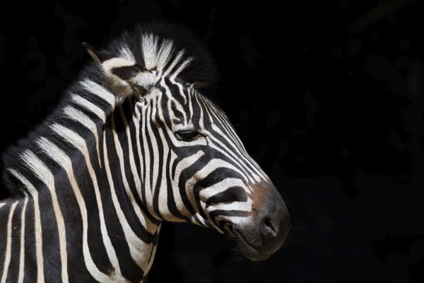 Chapman's plains zebra (Equus quagga chapmani, Equus burchellii chapmani), portrait, captive, occurrence in Africa