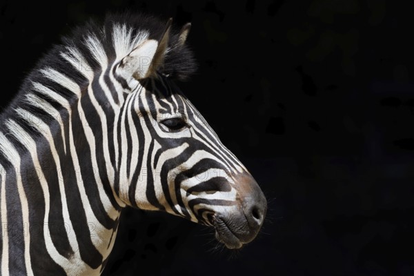 Chapman's plains zebra (Equus quagga chapmani, Equus burchellii chapmani), portrait, captive, occurrence in Africa