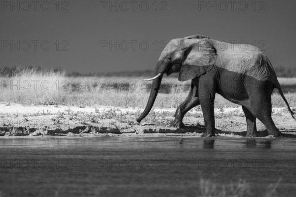African Elephant bull, Loxodonta africana, black and white image. Wild animal comes out of the Chobe River, half body is wet. Side view of the male elephant. Chobe National Park, Botswana