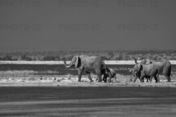 Elephant bull, Loxodonta africana, black and white image. Wild animal comes out of the Chobe River, half body is wet. Side view of the male elephant. Chobe National Park, Botswana