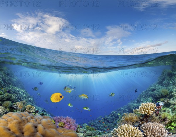 Scuba diver diving over coral tropical reef, with colorful sea fish beautiful ocean ecosystem, AI generated