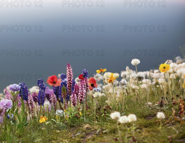 A variety of colorful wildflowers flourish on a hillside against a blurred mountainous backdrop. The flowers reflect vibrancy, serenity, and the beauty of nature in a peaceful outdoor environment, AI generated