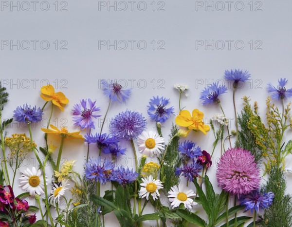 Beautiful arrangement of multiple vibrant wildflowers laid on a clean surface, perfect for seasonal or botanical themes, reflecting natural beauty and floral diversity, AI generated