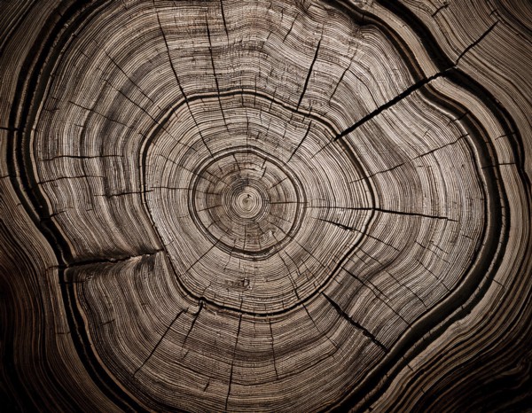 Detailed view of a tree cross-section highlighting its growth rings. Ideal for illustrating concepts of time, nature, or organic patterns, and can be used in educational or environmental projects, AI generated