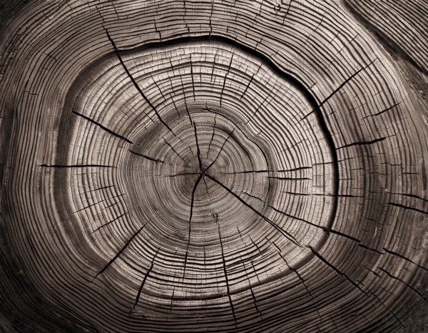 Detailed view of a tree cross-section highlighting its growth rings. Ideal for illustrating concepts of time, nature, or organic patterns, and can be used in educational or environmental projects, AI generated