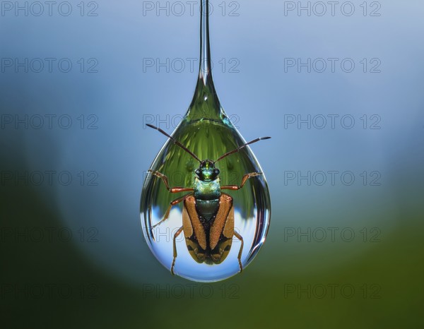 A close-up artistic depiction of a insect inside a water droplet, floating on ripples. Evoking notions of nature's beauty, tranquility, and delicate life forms, AI generated