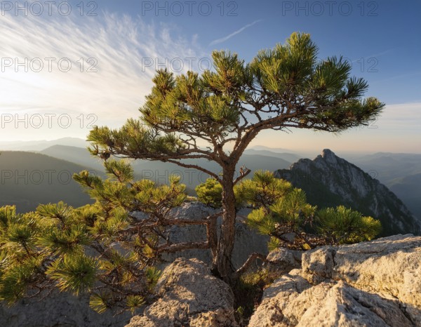 A solitary tree thriving between rocky formations at sunset. Capturing resilience, nature, and tranquility under soft light with a serene and inspiring atmosphere, AI generated