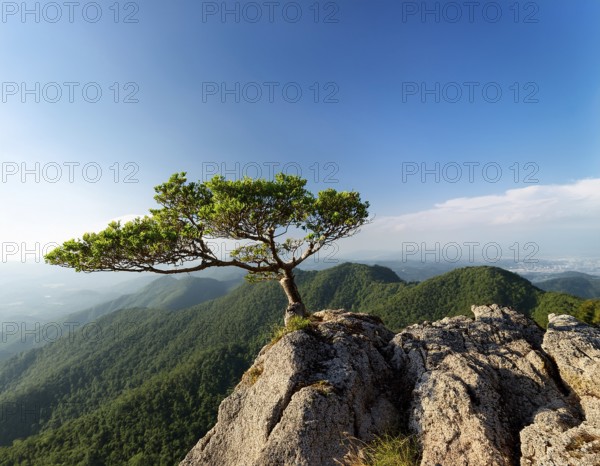 A solitary tree thriving between rocky formations at sunset. Capturing resilience, nature, and tranquility under soft light with a serene and inspiring atmosphere, AI generated