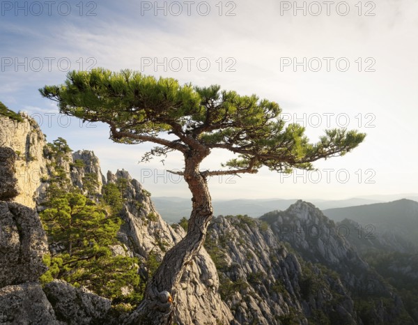 A solitary tree thriving between rocky formations at sunset. Capturing resilience, nature, and tranquility under soft light with a serene and inspiring atmosphere, AI generated