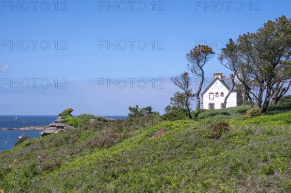 The white Breton house on a green cliff on the GR 34 coastal hiking trail in Trégastel offers a picturesque view of the turquoise blue sea and the rugged pink granite coast, Tregastel, Cote du Granite Rose, Cotes-d'Armor department, Brittany region, France