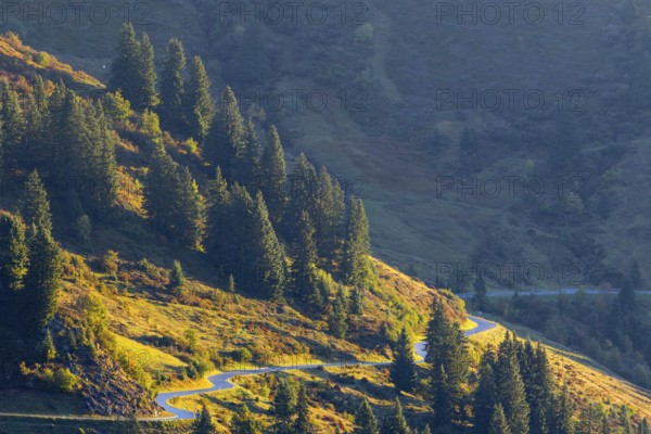 View from the Furkajoch to the pass road, spruce trees (Picea) on the mountainside, pine trees (Pinaceae), autumn, Vorarlberg, Austria