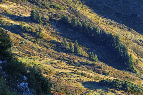 View of spruces (Picea) on the mountainside from Furkajoch, Pine family (Pinaceae), autumn, Vorarlberg, Austria
