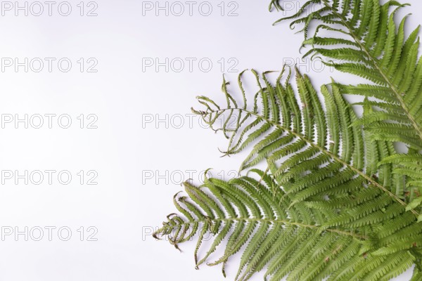 Fern leaves on white background space for text