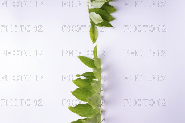 Kupena - a garden plant on a white background