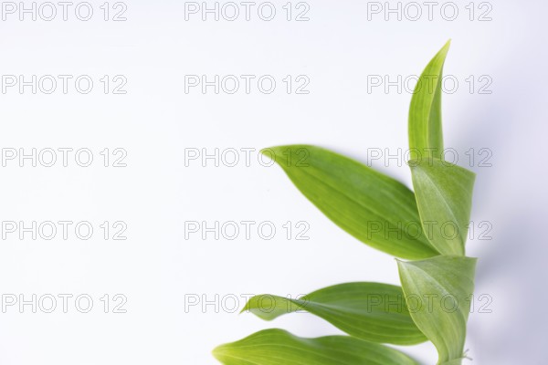 Kupena - a garden plant on a white background close up