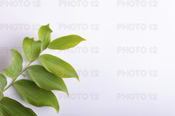 Branch of a garden plant on a white background