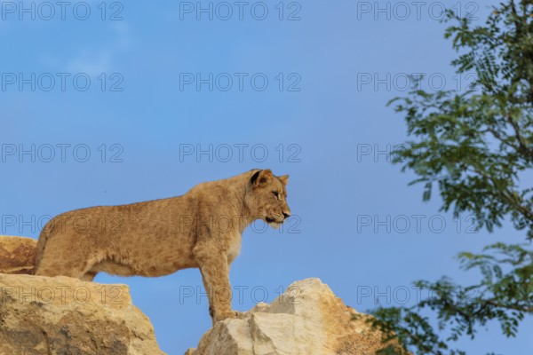 A young female lion (Panthera leo) stands on a rocky hill on a sunny day, observing something. Captive