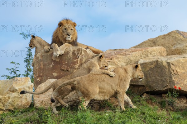A female lion cub (Panthera leo) plays with her mother on a rocky hill on a sunny day, observed by other members of the pride. Captive