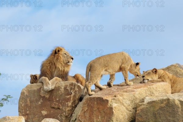 A small pride of lions (Panthera leo) rests on a rocky hill on a sunny day. Captive