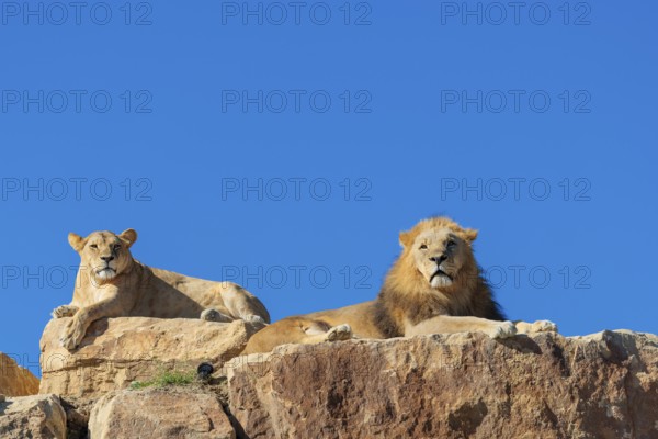 Two adult lions, a male and female (Panthera leo) rest on a rocky hill on a sunny day, observing something. Captive