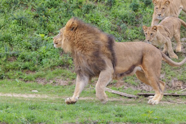 A large male lion (Panthera leo) runs down a hill across a meadow, followed by his female and their daughter. Captive