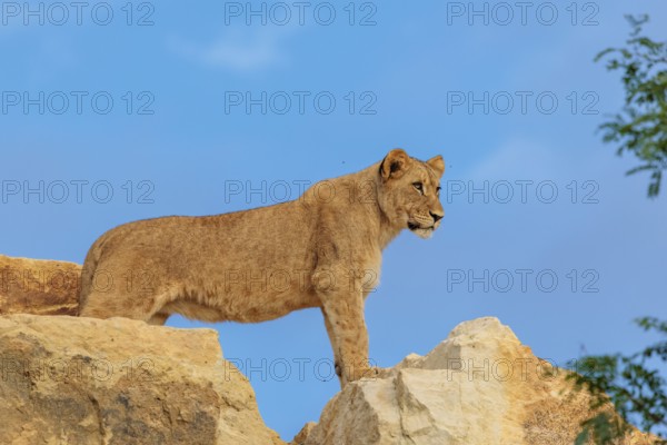 A young female lion (Panthera leo) stands on a rocky hill on a sunny day, observing something. Captive